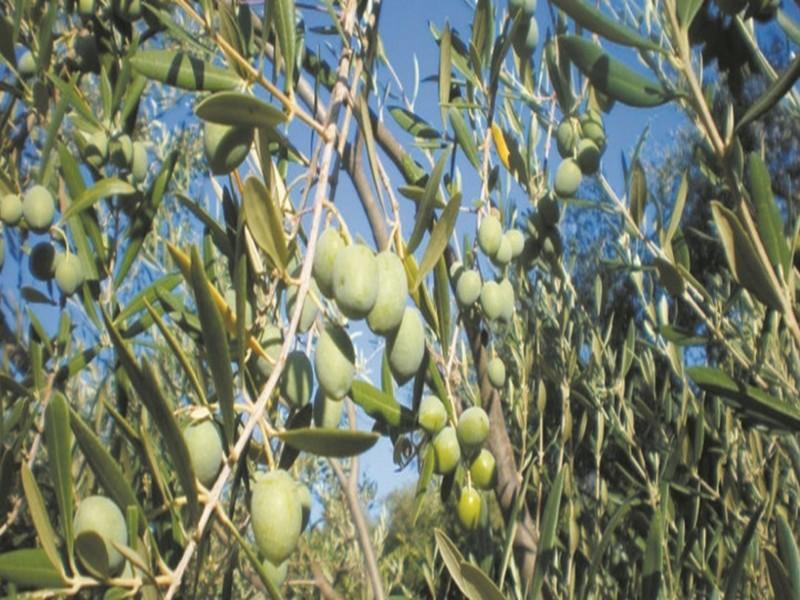 Production record d’olives Lancement officiel de la campagne agricole 2018-2019 à partir de la commune Tameslouht